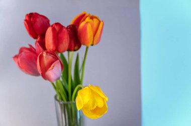 Gri-mavi arka planda bir buket. Temiz cam vazoda kırmızı ve sarı laleler. Çok renkli güzel çiçekler..