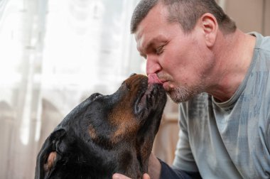 Büyük siyah bir köpeği okşayan ve öpen bir adam. Sahibi evcil hayvanının burnunu öper. Köpek onun önünde oturma odasının içinde yerde oturuyor. Yetişkin bir erkek Rottweiler köpeği..