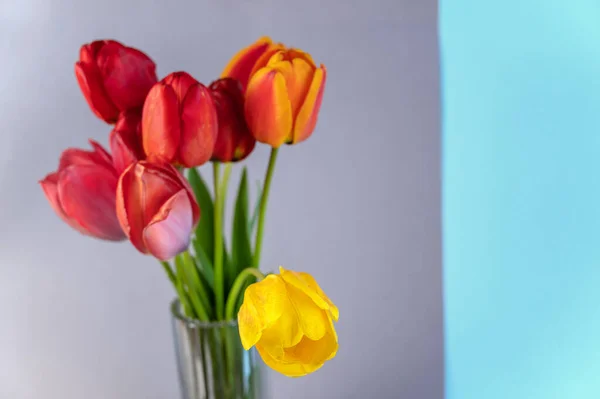 Bouquet Gray Blue Background Red Yellow Tulips Clear Glass Vase — стоковое фото