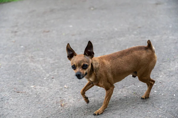A frightened little brown dog runs in front of the camera. A male dog breeds a toe terrier with no wheatgrass. Elderly pet with gray hair on his muzzle. Animals lost in war concept.