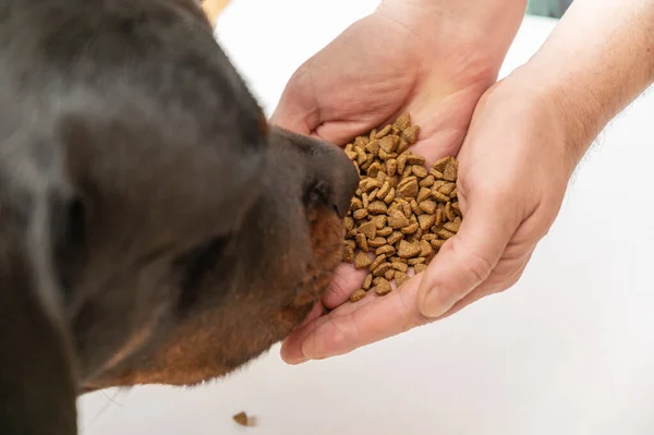 Large Black Dog Sniffs Pet Food Open Palms Man Hands — Foto de Stock