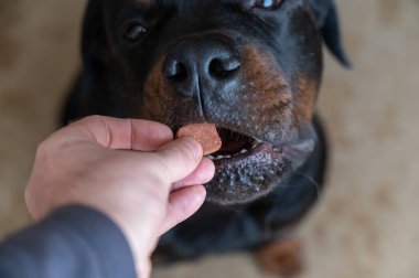 Man feeds chewable tablet to fleas and ticks to his pet. An oral veterinary drug is placed by hand into the open mouth Rottweiler. Large black dog sits on the floor of a living room. Selective focus clipart