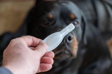 Man holds the flea tick spot-on in his hand against Rottweiler. White sealed package with a veterinary drug for pets. A large black dog sits on the floor of a living room. Close-up. Selective focus. clipart