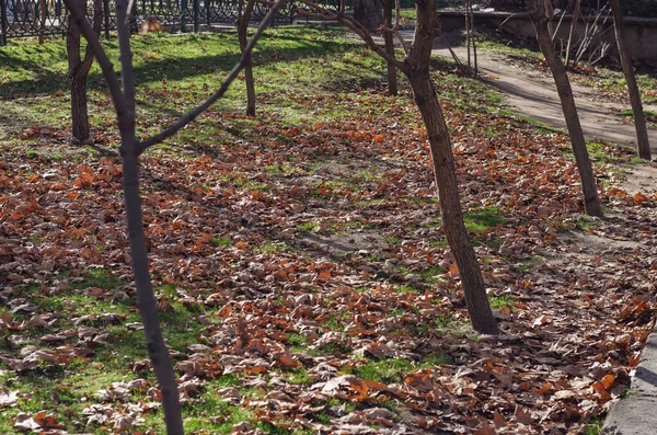 Çınar ağacının düşmüş yaprakları yeşil çimlerin üzerinde yatar. Yaprak mevsimi. İnsan yok. Güneşli bir sonbahar günü. Seçici odak.
