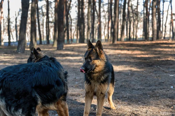 Perros Jóvenes Juguetean Bosque Pinos Dos Machos Una Hembra Pastor —  Fotos de Stock