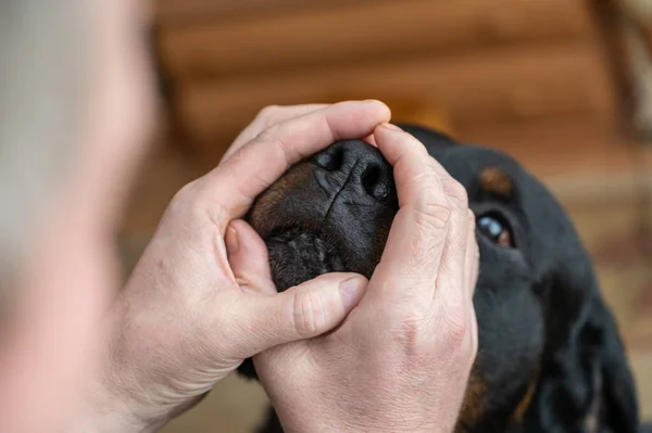 A man\'s hands hug the muzzle of his big black dog. The owner wraps his arms around the nose of an adult male Rottweiler. Living room. Pet.