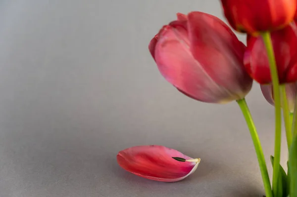 Boeket Tulpen Een Grijze Achtergrond Prachtige Lentebloemen Gevallen Blaadje Met — Stockfoto