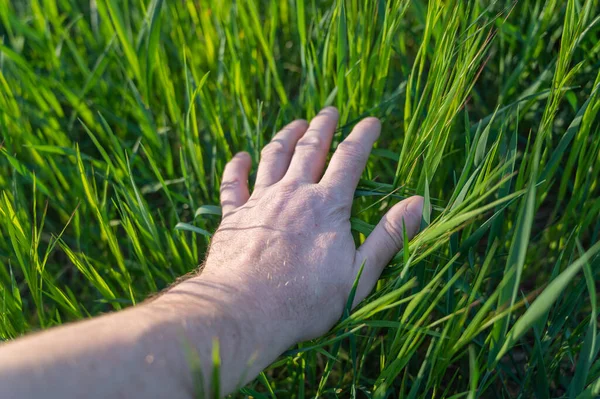 Hand Middle Aged Man Lies Green Meadow Fresh Grass Concept — Stok fotoğraf