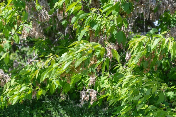 New Green Leaves American Maple Bright Foliage Sunlight Natural Background — стоковое фото