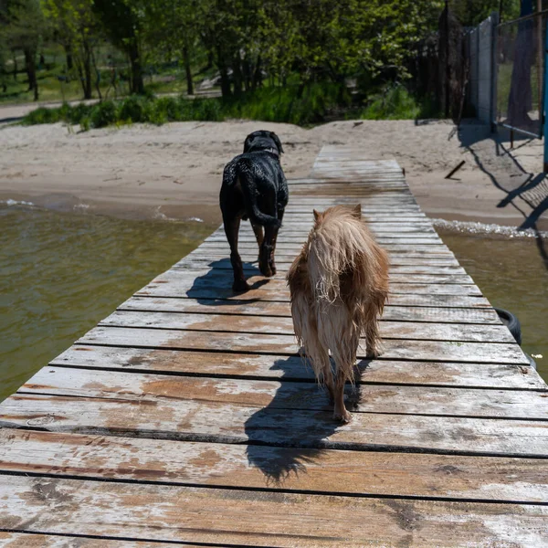 Two Dogs Walk Wet Wooden Dock Small Red Female Mixed — Stock Photo, Image