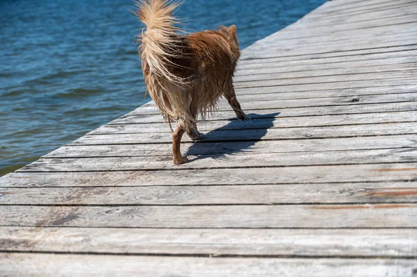 Small Wet Dog Walks Wooden Pier Drops Water Drip Mixed — стоковое фото