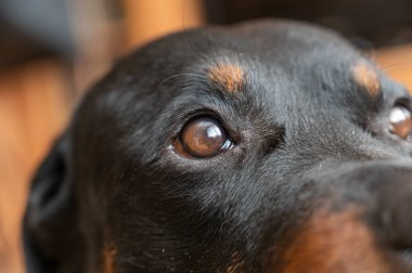 Close-up of the head of an adult Rottweiler dog. Pet.