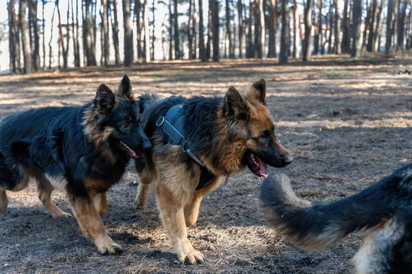 Perros Jóvenes Juguetean Bosque Pinos Dos Machos Una Hembra Pastor —  Fotos de Stock