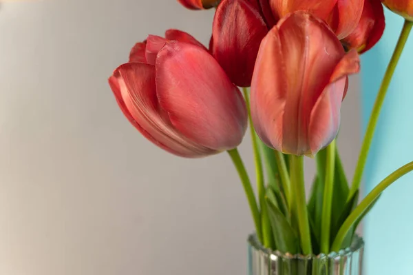 Bouquet Gray Blue Background Red Tulips Clear Glass Vase Beautiful — стоковое фото