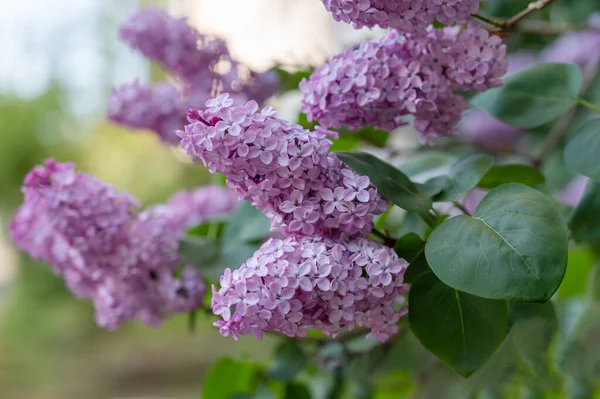 Bahar çiçekleri açar. Leylak çalılarının çiçek açması. Doğal arka plan. Seçici odaklanma. Kimse yok..