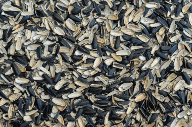 Ay çekirdeği kabuğu dokusu. Boş siyah ve beyaz ayçekirdeği kabuğu dokusu. Soyut çoklu görev arkaplanı.