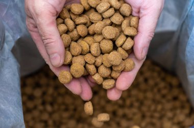 Erkeklerin ellerinden köpek maması topakları döküldü. Orta yaşlı bir adamın elleri kahverengi yuvarlak topakları avuç dolusu tutar. Yiyecekler açık bir torbaya düşer. Bulanık hareket. Yakın plan. Seçici odak.