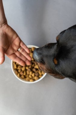 Bir kadın büyük siyah bir köpeğe ikramda bulunur. Beyaz bir kasede gri arka planda kurutulmuş yiyecek. Yetişkin bir Rottweiler köpeği. Üst Manzara. Yakın plan. Seçici odak.
