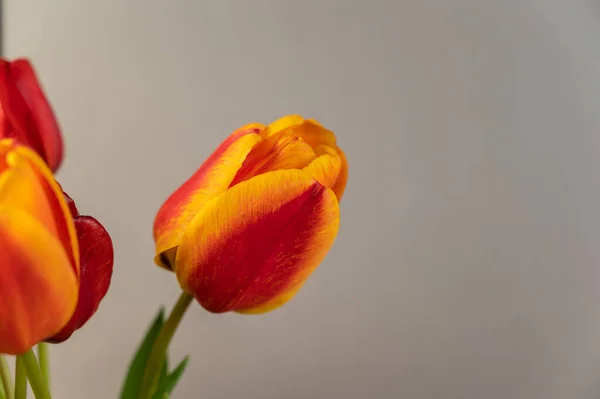 Желто Красные Тюльпаны Сером Фоне Букет Красивых Цветов Вид Сбоку — стоковое фото