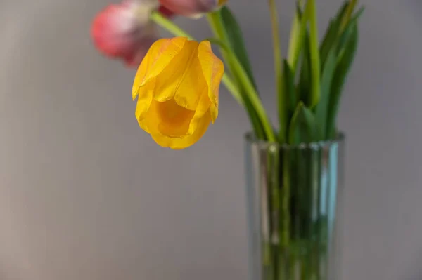 Gelb Rote Tulpen Vor Grauem Hintergrund Ein Strauß Schöner Blumen — Stockfoto