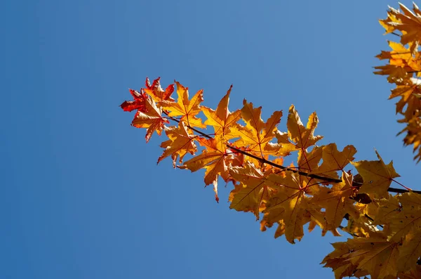 Orange Maple Leaves Blue Sky Autumn Branches Maple Tree Autumn — Stock Photo, Image