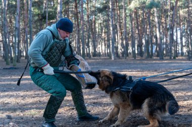 Alman çoban köpeği ısırık kolunu ağzında tutar. Yetişkin bir erkek köpeğe sopayla vurmak için sallanıyor. Bekçilik ve bekçilik eğitimi alan köpekler. Seçici Odaklanma. Gürültü, tahıl etkisi.