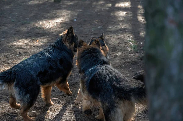 Genç Köpekler Çam Ormanında Oynuyorlar Erkek Bir Dişi Alman Çoban — Stok fotoğraf