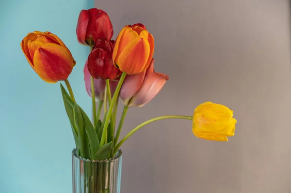 Bouquet against a gray-blue background. Red and yellow tulips in a clear glass vase. Beautiful multicolored flowers.