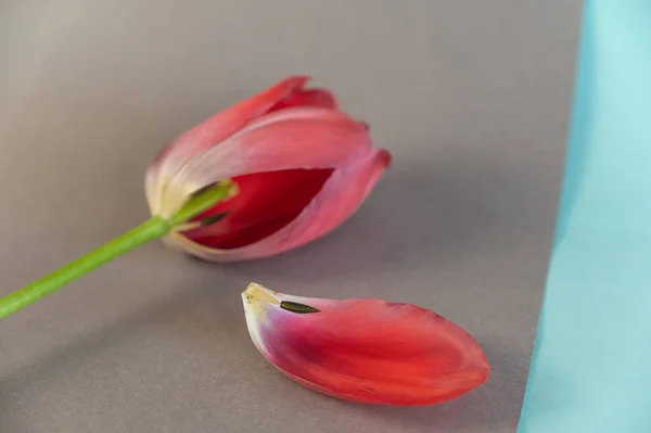 Rote Tulpe Vor Graublauem Hintergrund Eine Schöne Frühlingsblume Gefallenes Blütenblatt — Stockfoto