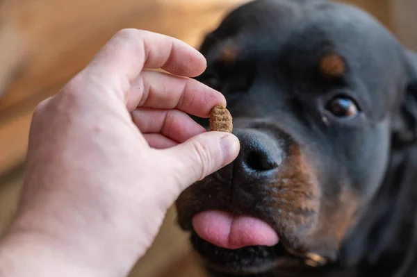 Dueño Una Golosina Perro Mano Hombre Sostiene Una Bolita Comida — Foto de Stock