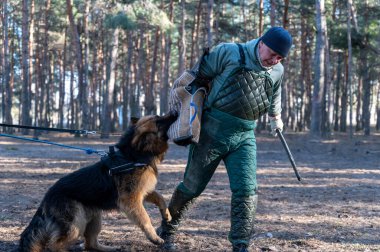Bir Alman kurdu ağzında bir ısırık kabuğu tutuyor. Yetişkin erkek koruyucu giysiler içinde elinde bir sopayla dikiliyor. Bekçilik ve koruma için köpek eğitimi. Seçici Odaklanma.