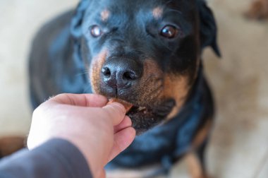 Bir adam çiğnenebilir bir tableti pirelenmesi ve evcil hayvanına kene takması için besler. Oral kullanım için bir veteriner ilacı dişi bir Rottweiler 'ın ağzına elle yerleştirilir. Yakın plan. Seçici odak.
