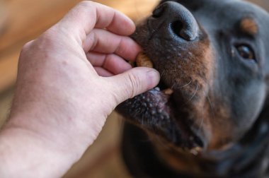 Sahibi köpeğine kıyak yapıyor. Bir adamın eli Rottweiler 'ın ağzına köpek maması koyuyor. Birinci şahıs görüşü. Yakın plan. Seçici odak.