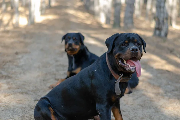 Две Большие Черные Собаки Сидят Тропинке Лесу Мужчина Женщина Ротвейлер — стоковое фото