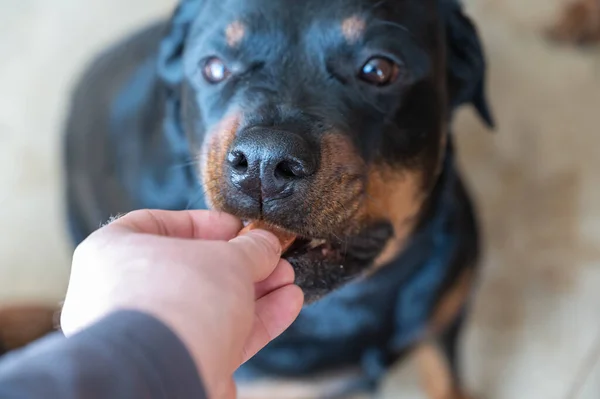 Hombre Alimenta Una Tableta Masticable Con Pulgas Garrapatas Mascota Medicamento — Foto de Stock
