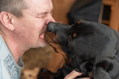 Büyük siyah bir köpek bir adamın yüzünü yalar. Yetişkin dişi Rottweiler köpeği sahibini öpüyor. Duygusallıktan gözleri kapalı yetişkin bir erkek..