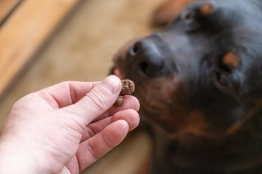 Sahibi köpeğine kıyak yapıyor. Bir adamın eli Rottweiler 'ın ağzında köpek maması topağı tutuyor. Birinci şahıs görüşü. Yakın plan. Seçici odak.