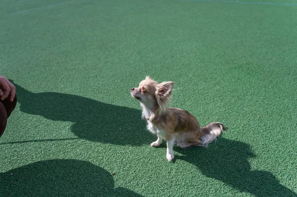小さなベージュの犬が緑のスポーツフィールドに座っています Chihuahua品種の女性の犬 ペットの所有者の茶色の膝が左側にあります 昼間だ 選択的フォーカス — ストック写真