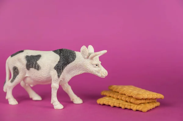 Miniature of a cow and crackers against a purple background. White plastic miniature of a ruminant animal with black spots. Rectangular crispy crackers. Selective focus.