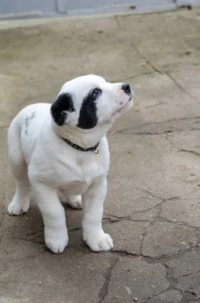 Portret Van Een Zwart Wit Puppy Een Pup Van Een — Stockfoto