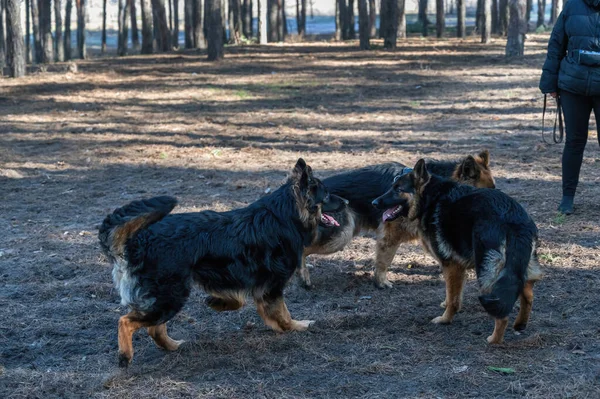 Les Jeunes Chiens Ébattent Dans Forêt Pins Deux Mâles Une — Photo