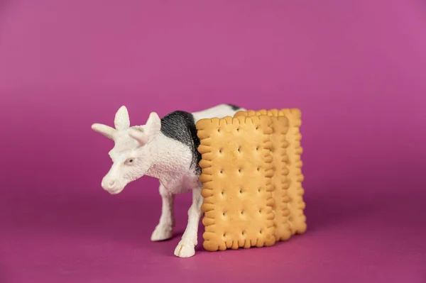 Miniature of a cow and crackers against a purple background. White plastic miniature of a ruminant animal with black spots. Rectangular crispy crackers. Selective focus.