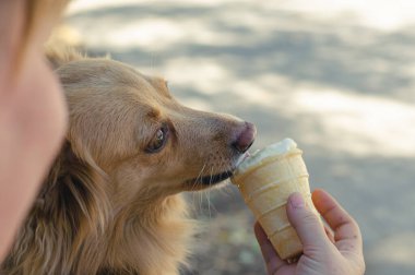 Bir kadın köpeğe dondurma verir. Sahibi kırmızı köpeği elinden besliyor. Dişi melez, dondurmadan bir ısırık alır. Açık havada. Seçici Odaklanma. Gündüz.