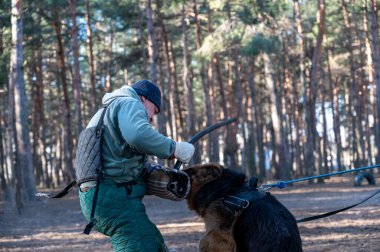 Köpeğe sopa sallayan bir adamın en üst kısmı. Eğitmen devriye için köpekleri eğitir. Çoban köpeği kolunu ısırmak için ağzını tutuyor. Bulanık hareket. Seçici odak.