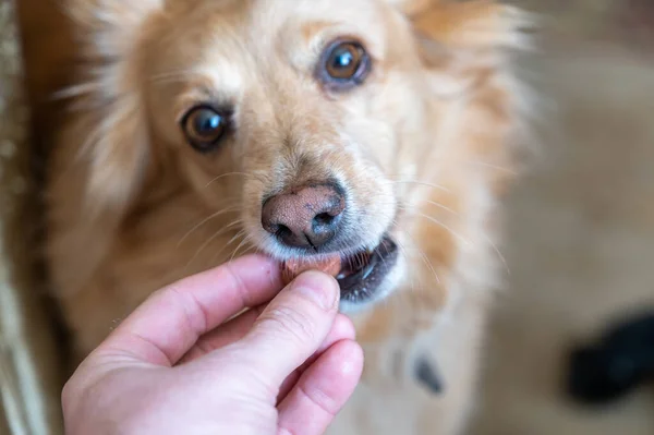 Man Feeds Chewable Tablet Fleas Ticks His Pet Veterinary Drug — Foto de Stock