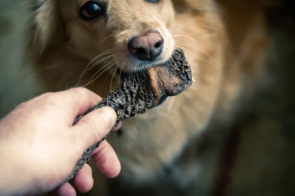 Hombre Perro Una Golosina Mano Del Hombre Adulto Sostiene Trozo — Foto de Stock