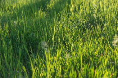 Çimenlik ya da çimenlikteki gölgeler. Yeşil çimen dokusu. Doğal arka plan. İnsan yok. Seçici odak.