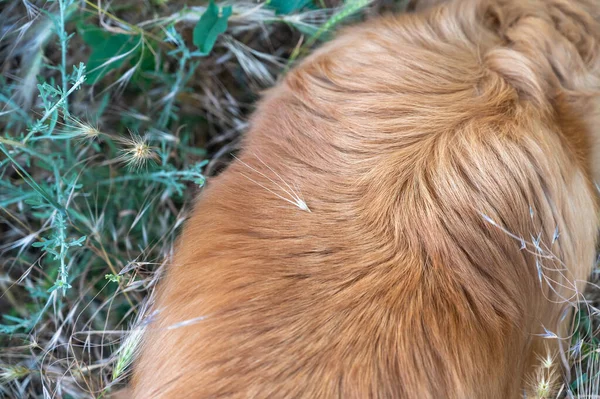 長い髪の犬の赤い髪にマウス大麦の乾燥スパイク ホルデウム ムラミニウム スパイクレットは ペットの毛皮 および身体の他の部分に固着することができます トップ表示 — ストック写真