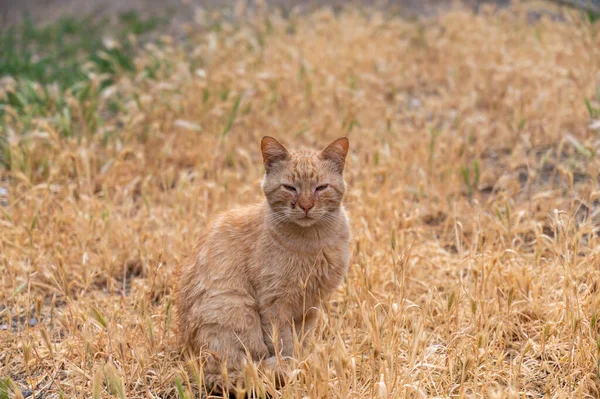 Gato Rojo Sienta Entre Espiguillas Marrones Hierbas Silvestres Gato Callejero — Foto de Stock