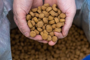 Köpek mamasıyla bir adamın ellerine yakın çekim. Orta yaşlı bir adamın elleri kahverengi yuvarlak topakları avuç dolusu tutar. Arka planda bir torba dolusu yiyecek aç. Seçici odak.